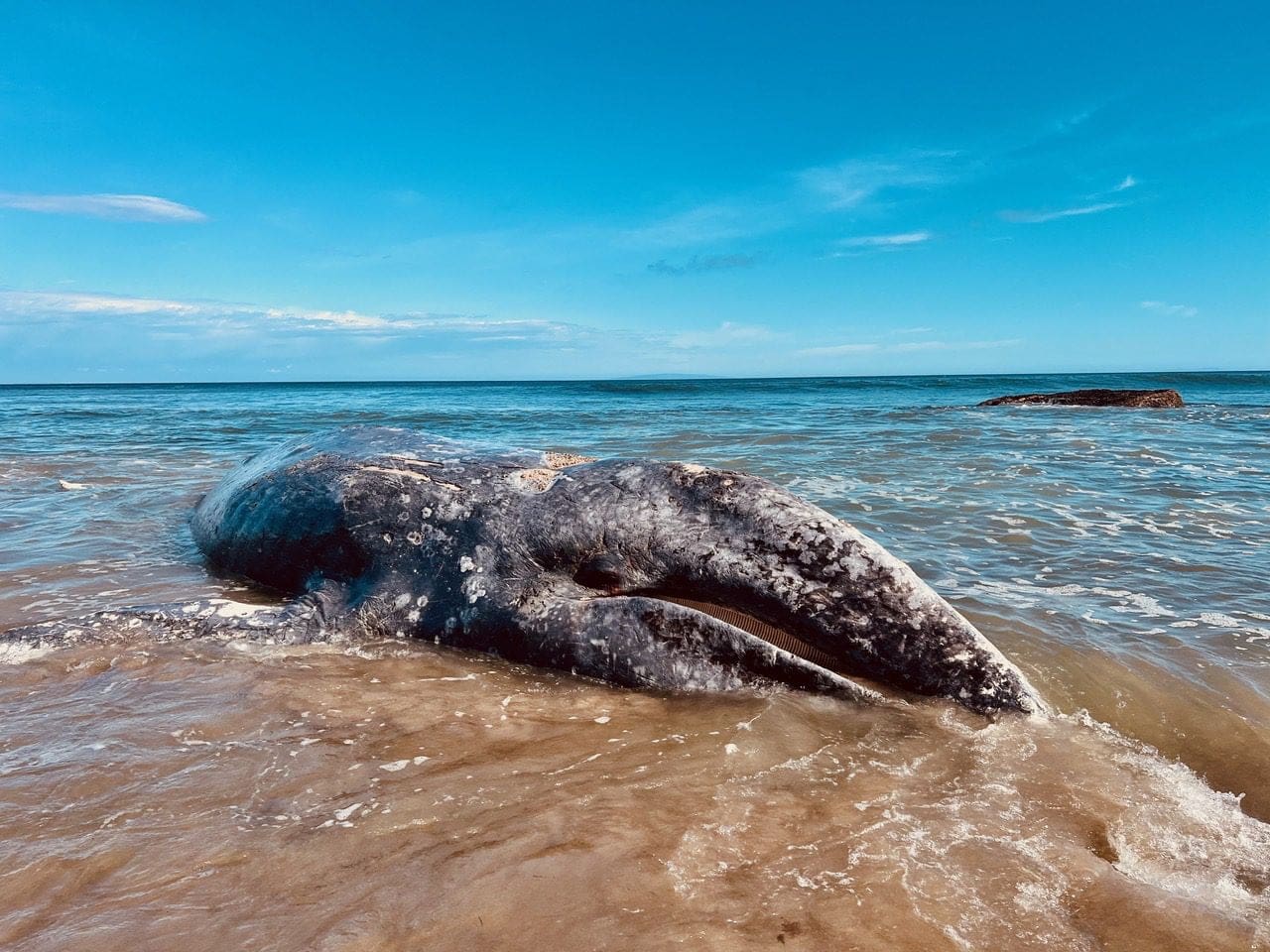 Dead whale washes ashore at Little Dume in Malibu