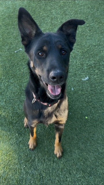 Agoura Animal Shelter Pet of the Week, Meet Nita: Thursday, April 9