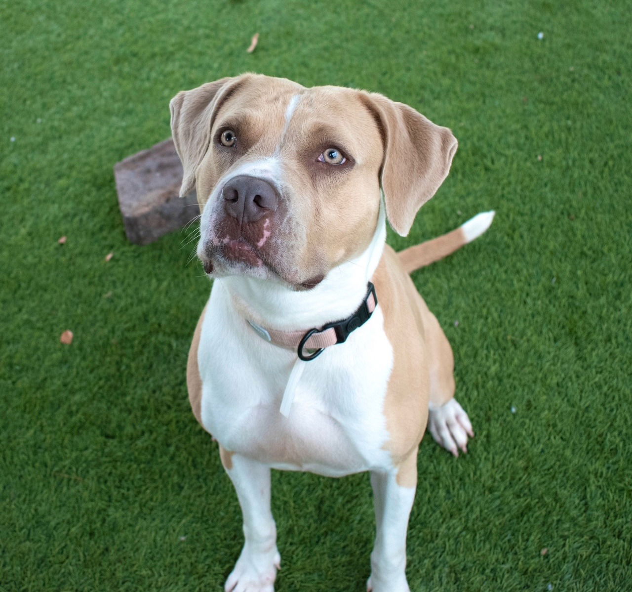 Agoura Animal Shelter Pet of the Week, Meet Diamond: Thursday, April 16