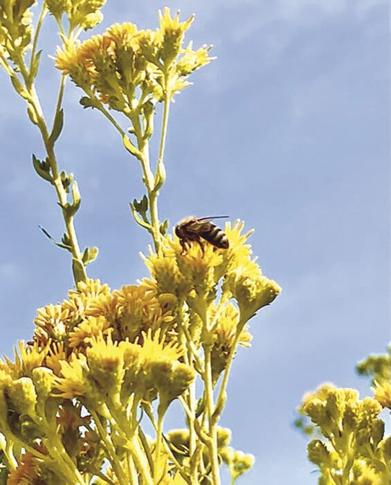 Consider a Pollinator Garden