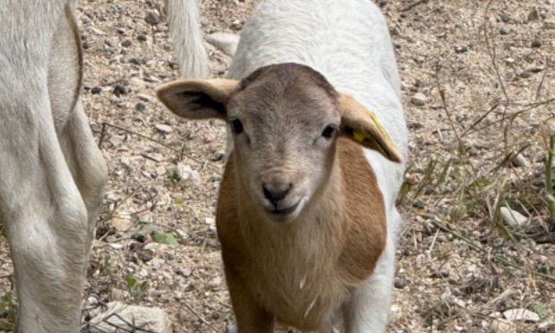 Goats, sheep return to Salinas Riverbed for fire prevention efforts