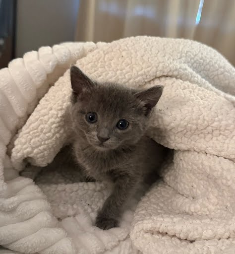 Woods Humane Society partners with UC Davis to strengthen animal care in SLO County