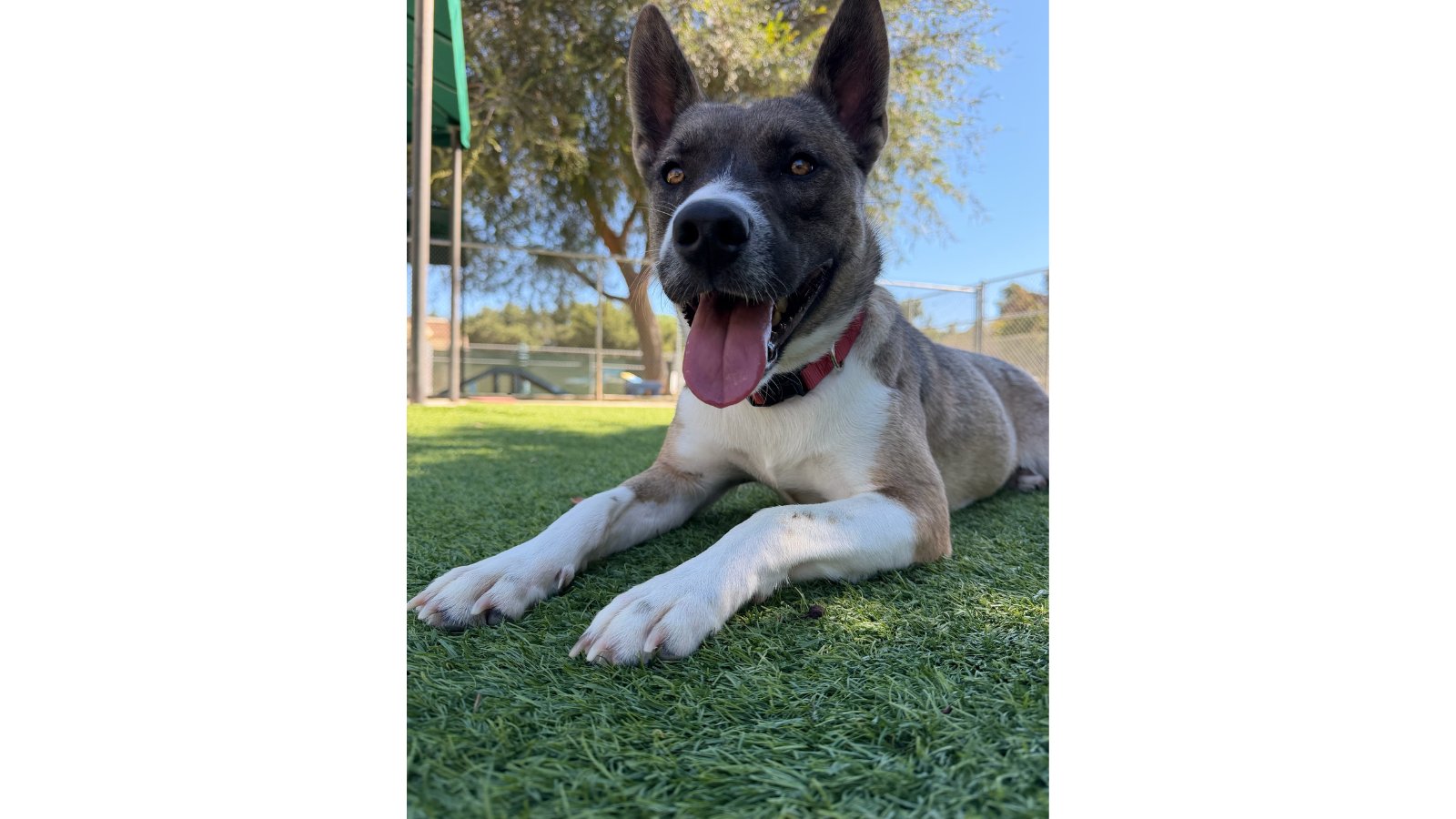 Agoura Animal Shelter Pet of the Week, Meet Lola: Thursday, June 18