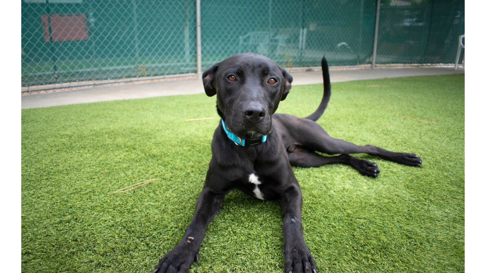 Agoura Animal Shelter Pet of the Week, Meet Benni: Thursday, June 25