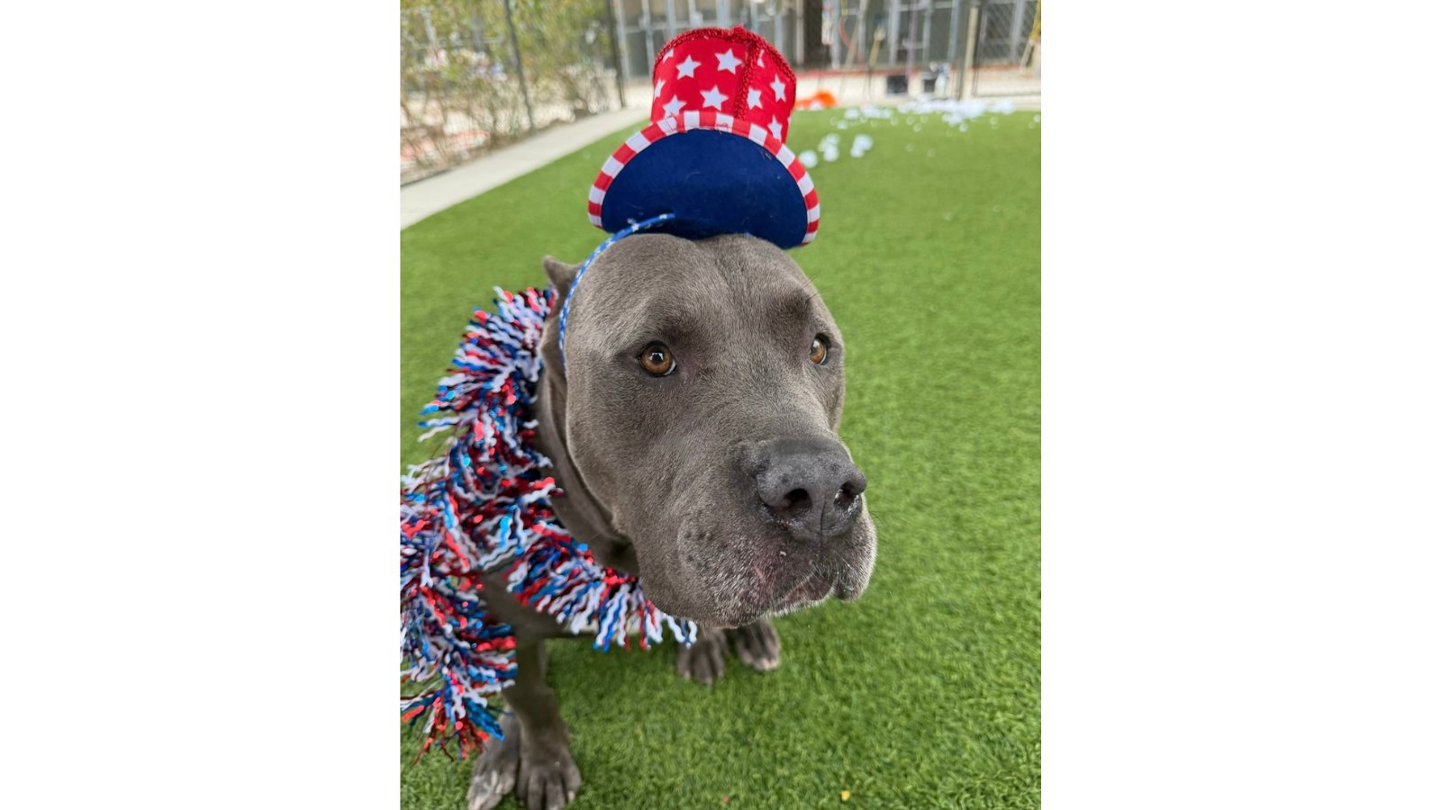 Agoura Animal Shelter Pet of the Week, Meet Blue: Thursday July 2