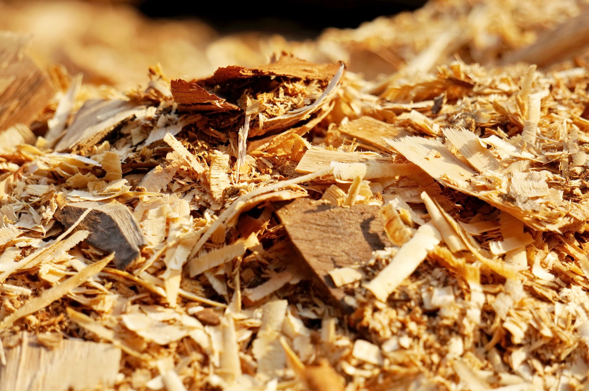 Free Chipping Days scheduled for eligible Paso Robles residents