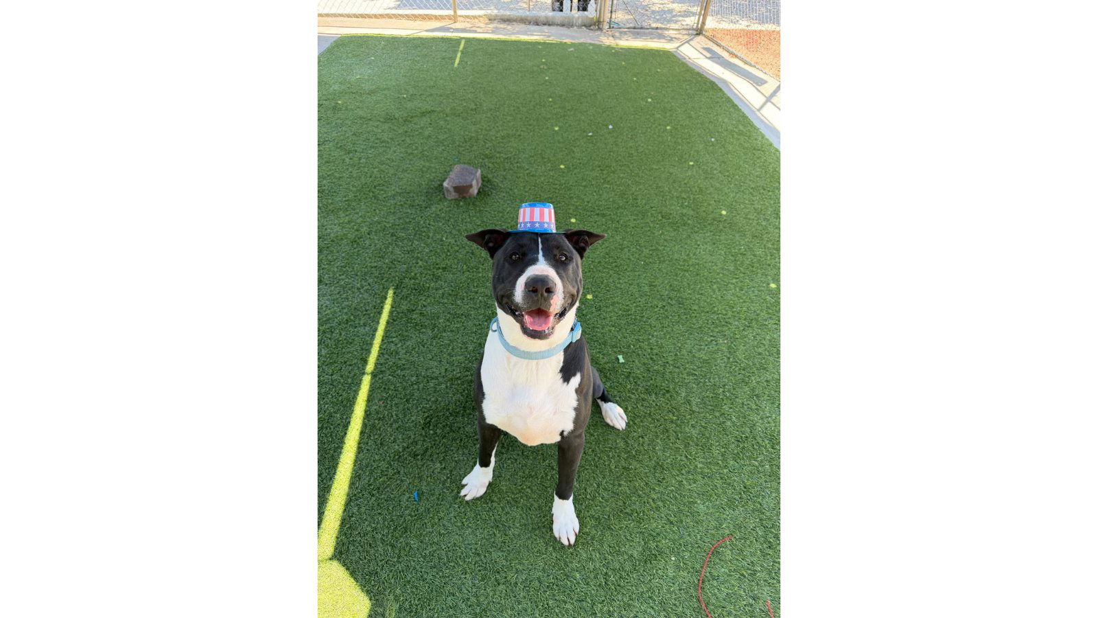 Agoura Animal Shelter Pet of the Week, Meet Luca: Thursday July 9