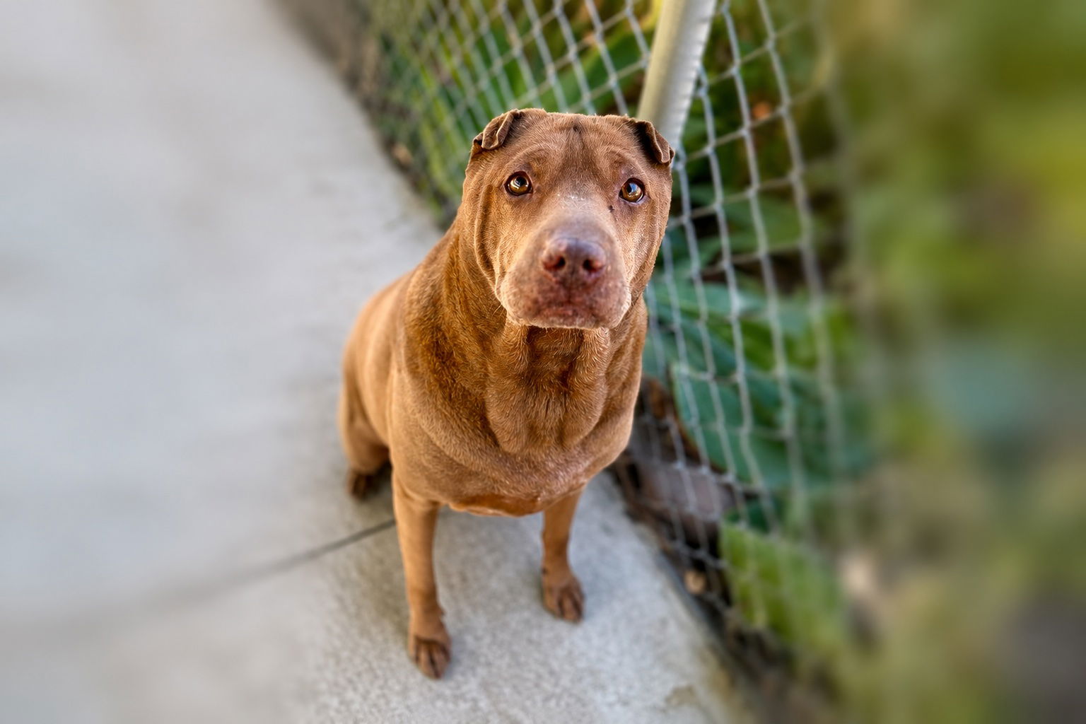 Pet of the Week: Kahlua