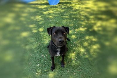 Pet of the Week: Duke