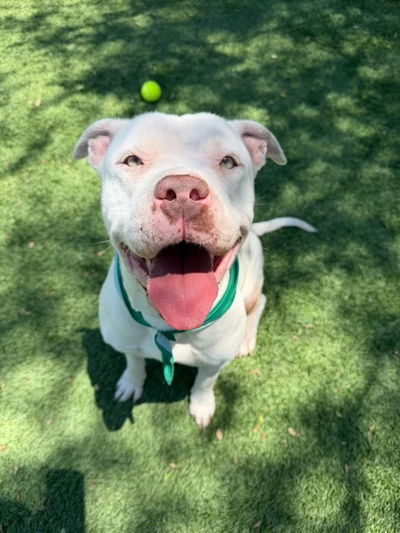 Pet of the Week: Amber