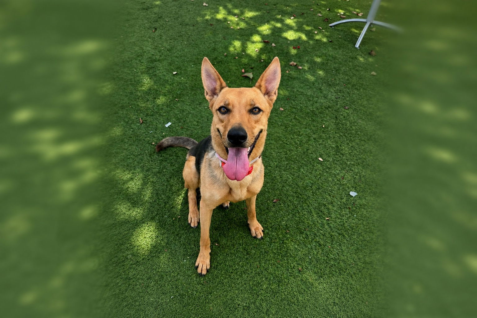 Pet of the Week: Verona