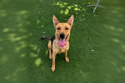 Pet of the Week: Verona