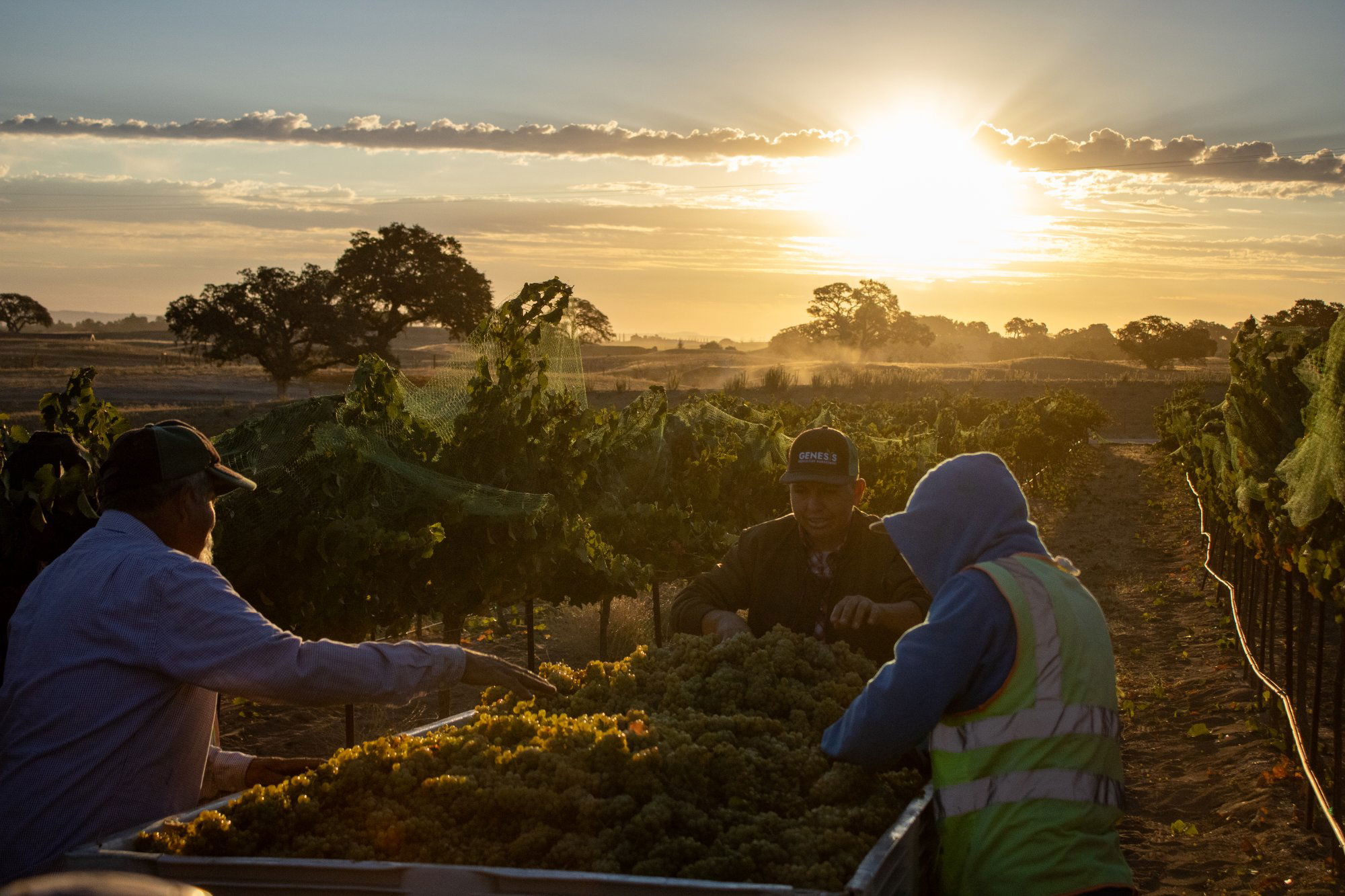 Paso Robles White Wines Shine in Summer