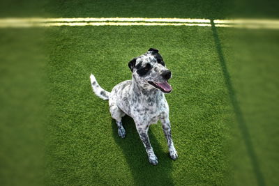 Pet of the Week: Squirrel