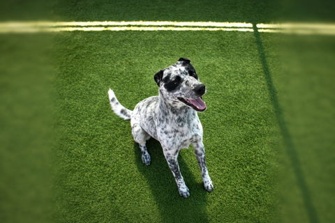 Pet of the Week: Squirrel