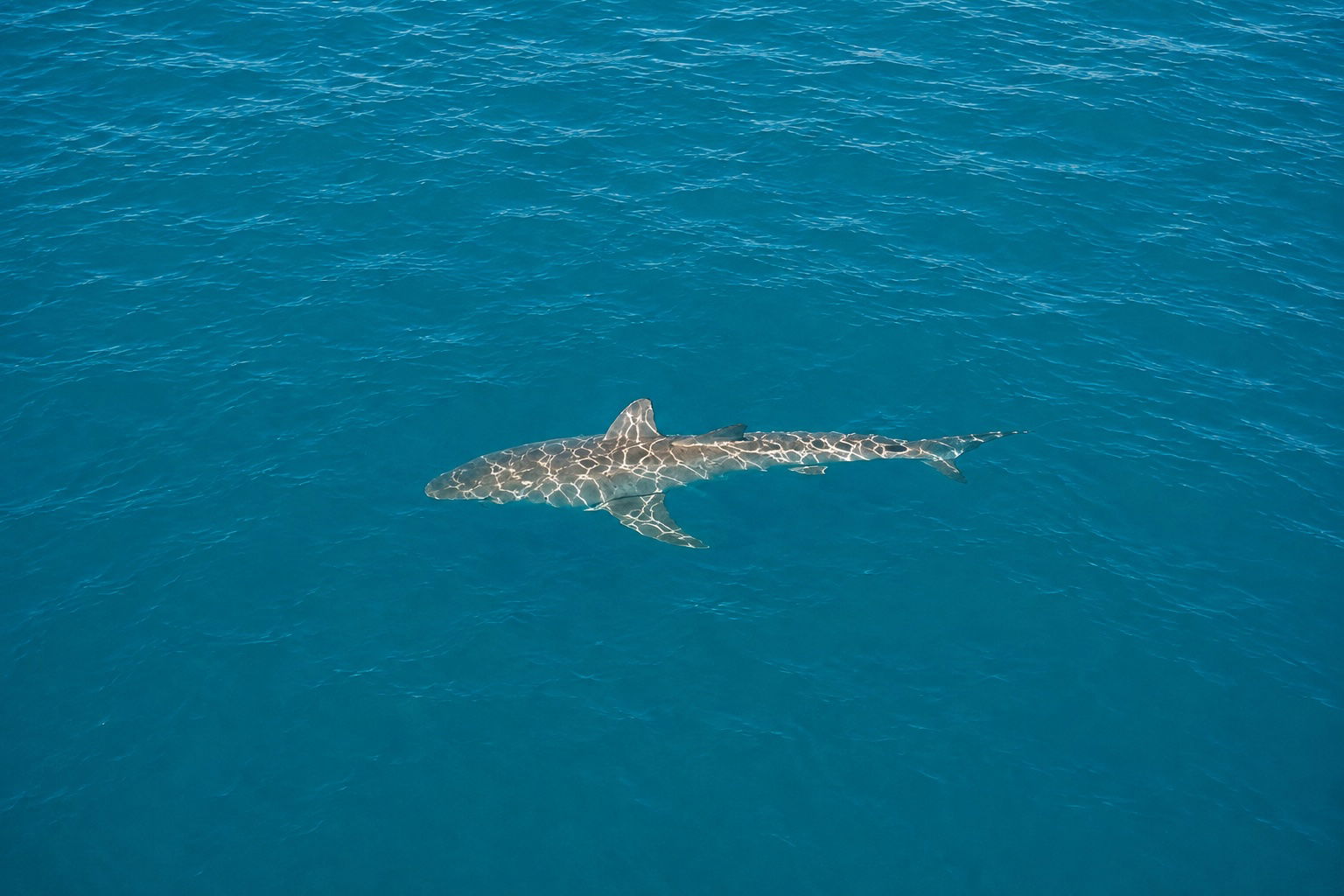 Great white and hammerhead sharks spotted near Malibu Pier amid warm waters