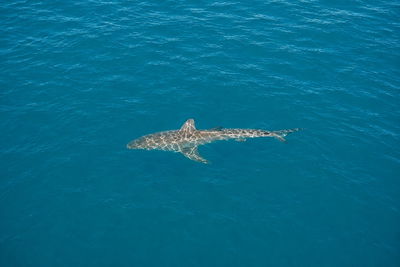 Great white and hammerhead sharks spotted near Malibu Pier amid warm waters