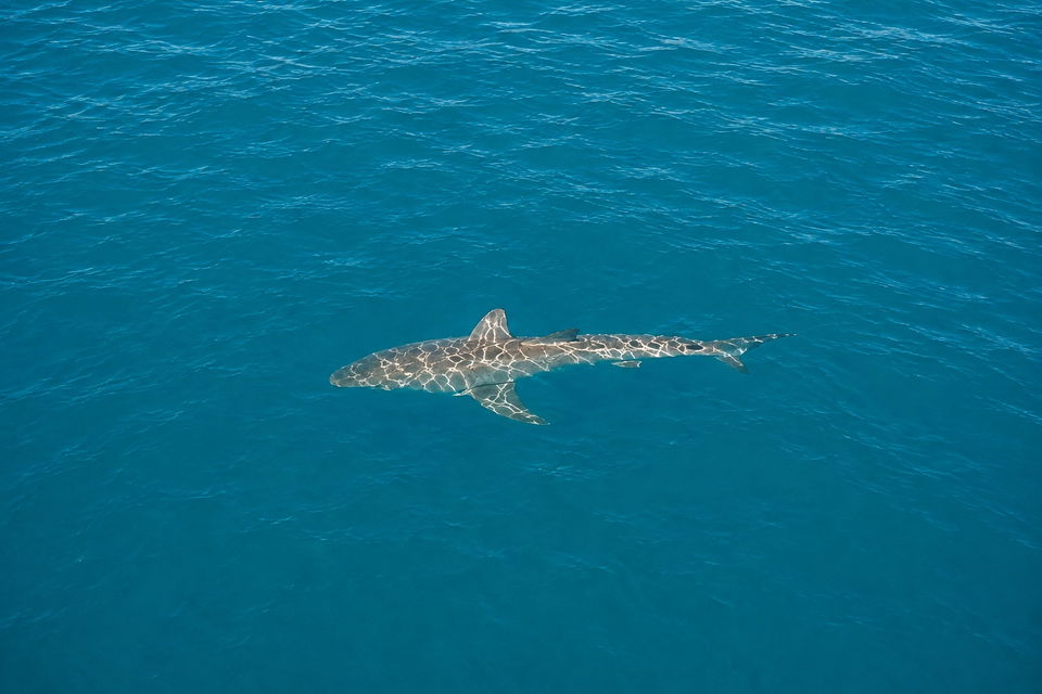Great white and hammerhead sharks spotted near Malibu Pier amid warm waters