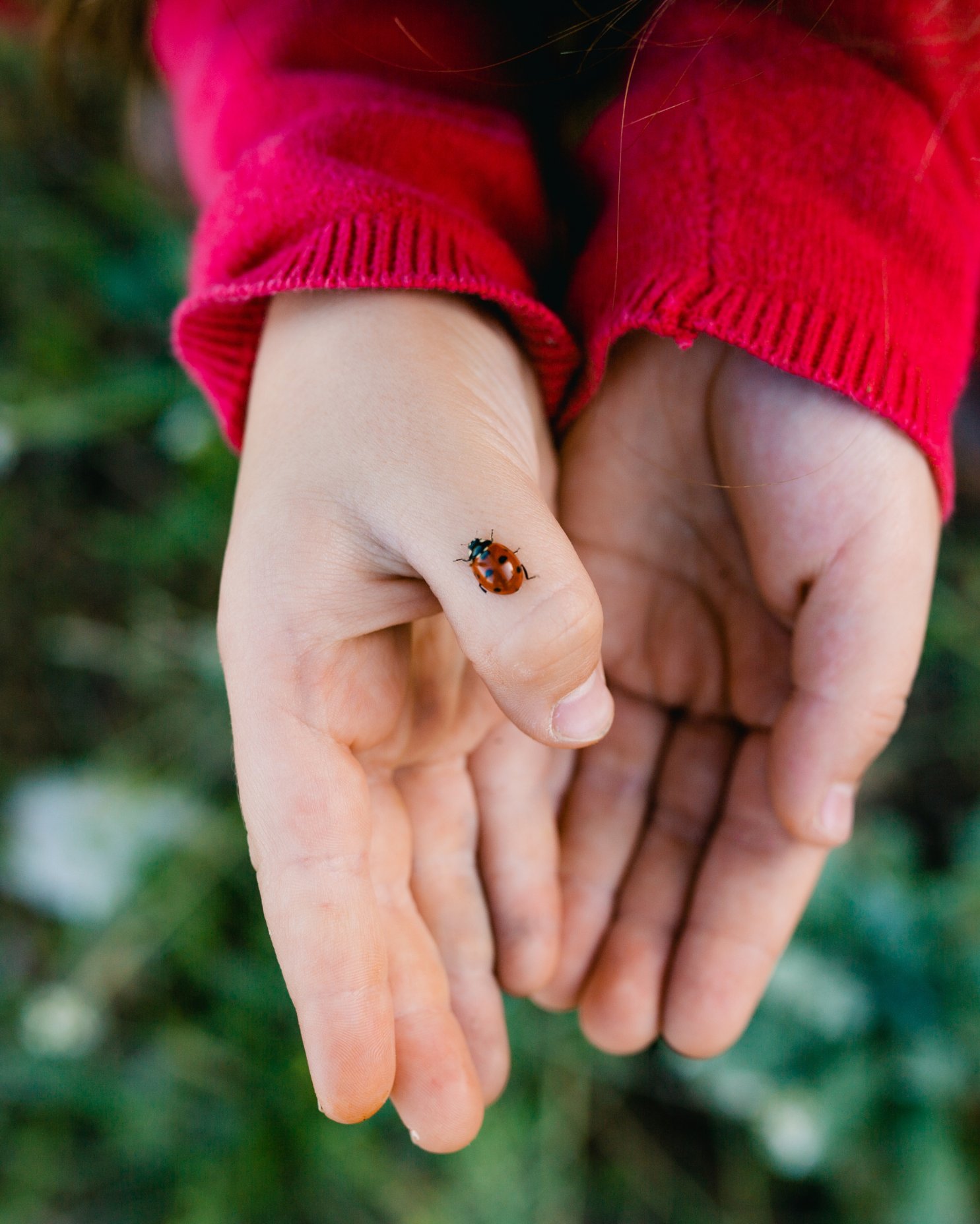 Paso Play in the Garden offers free ladybug-themed program Aug. 22