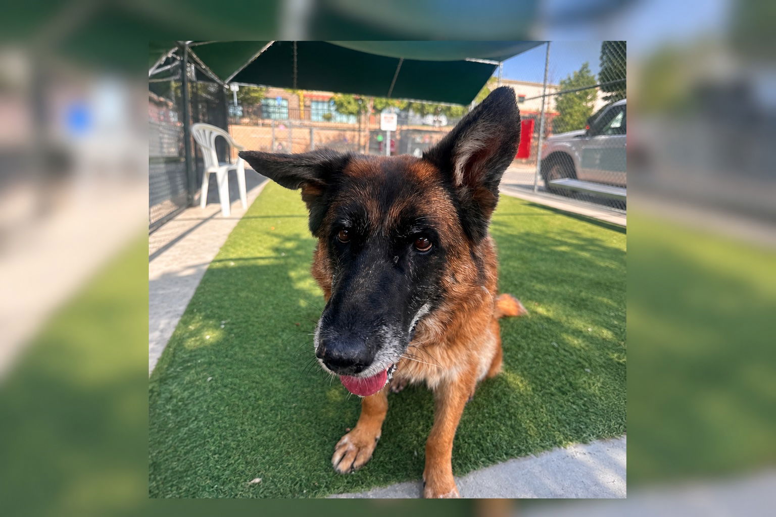 Aguora Pet of the Week: Daisy