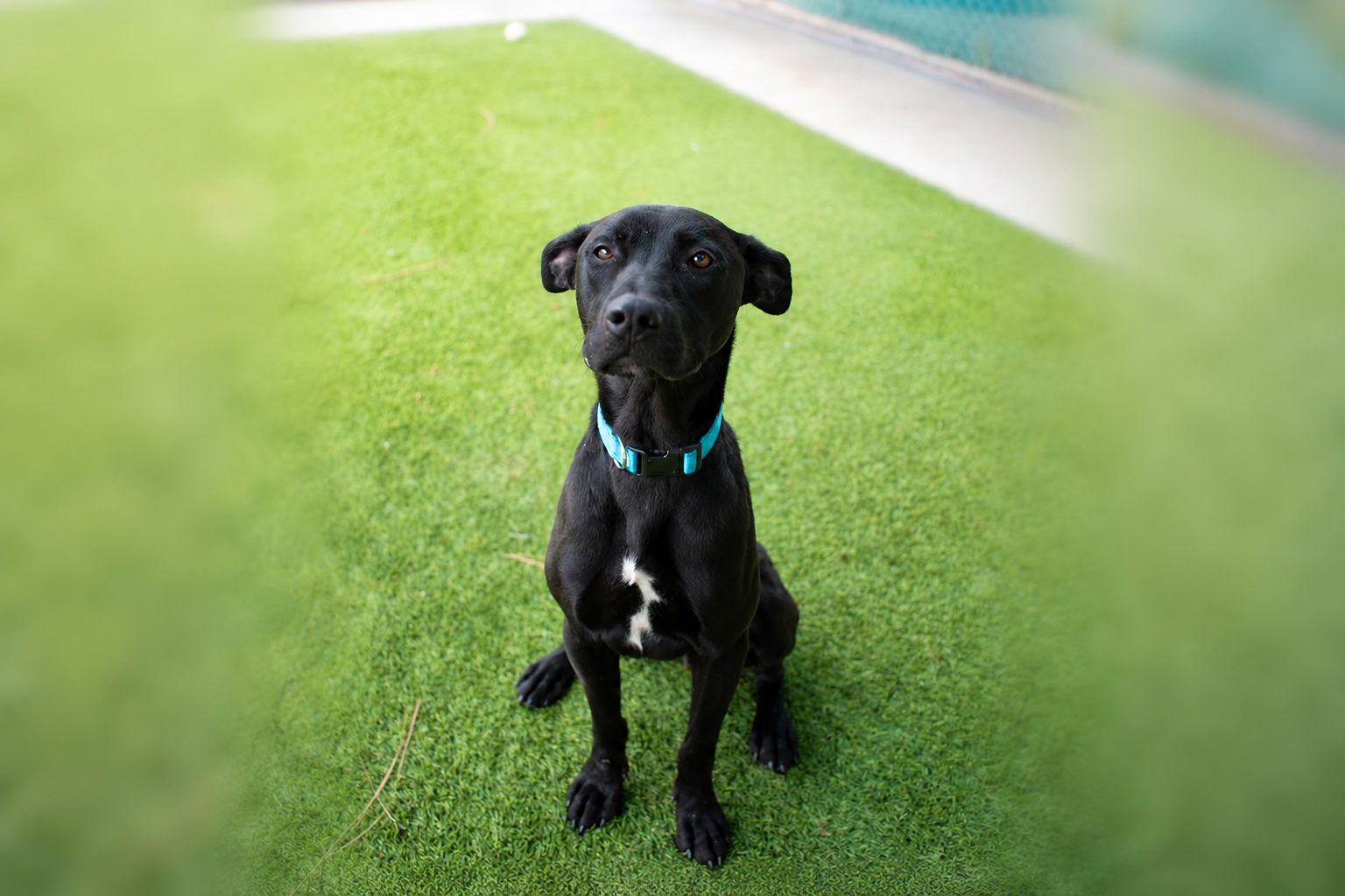 Pet of the Week: Benni