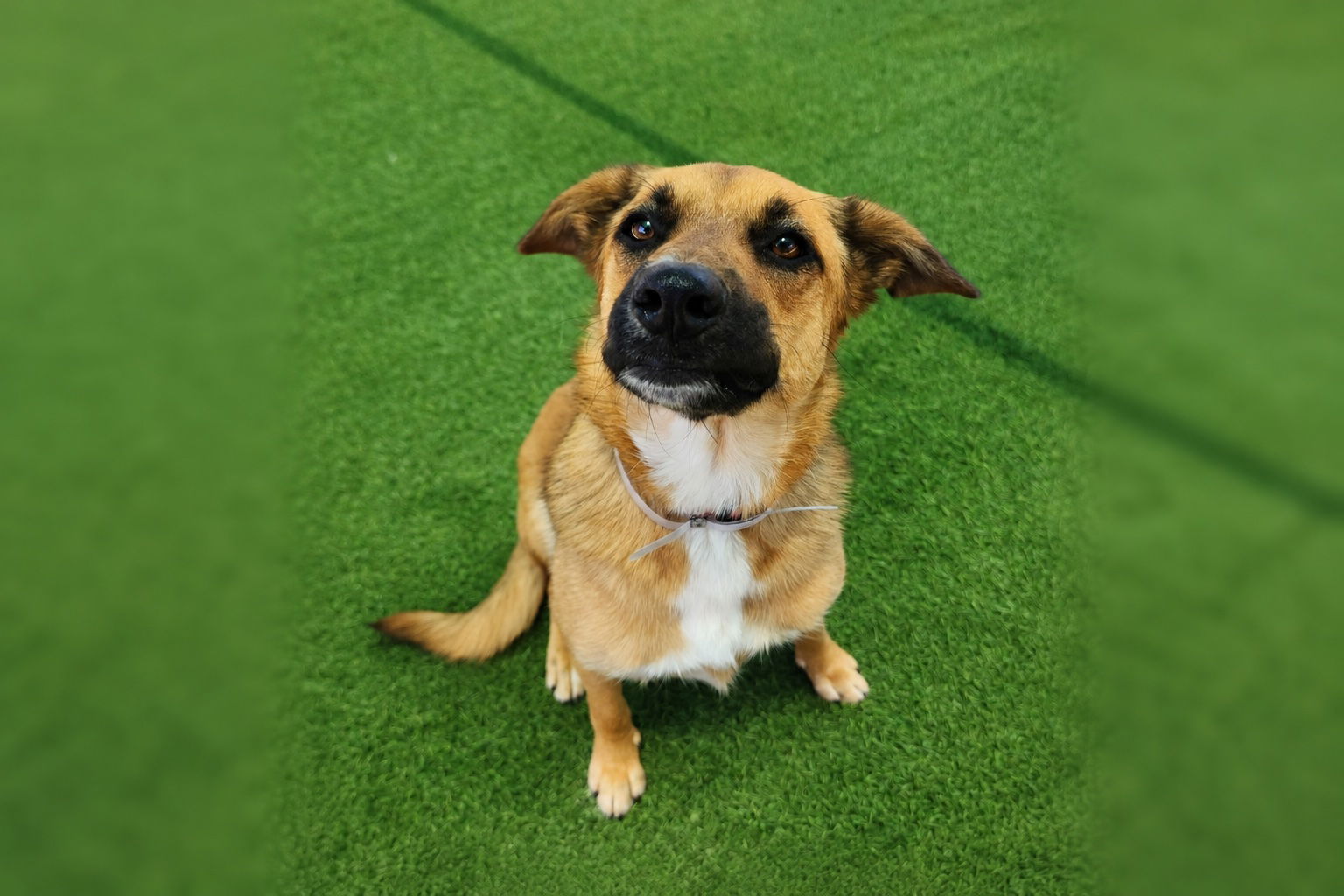 Pet of the Week: Falca