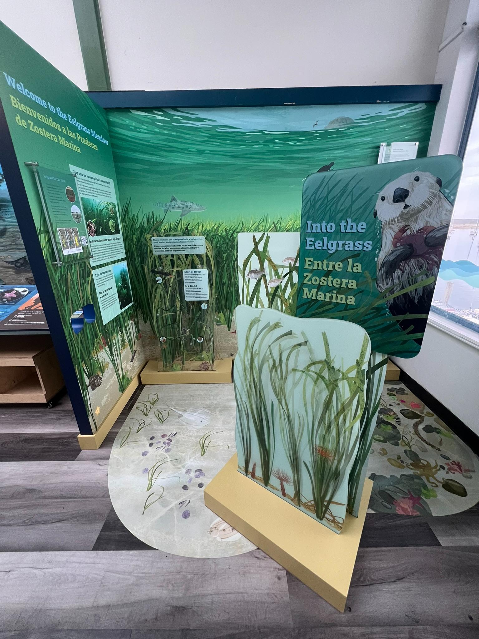 New eelgrass exhibit opens at Morro Bay National Estuary Program Nature Center