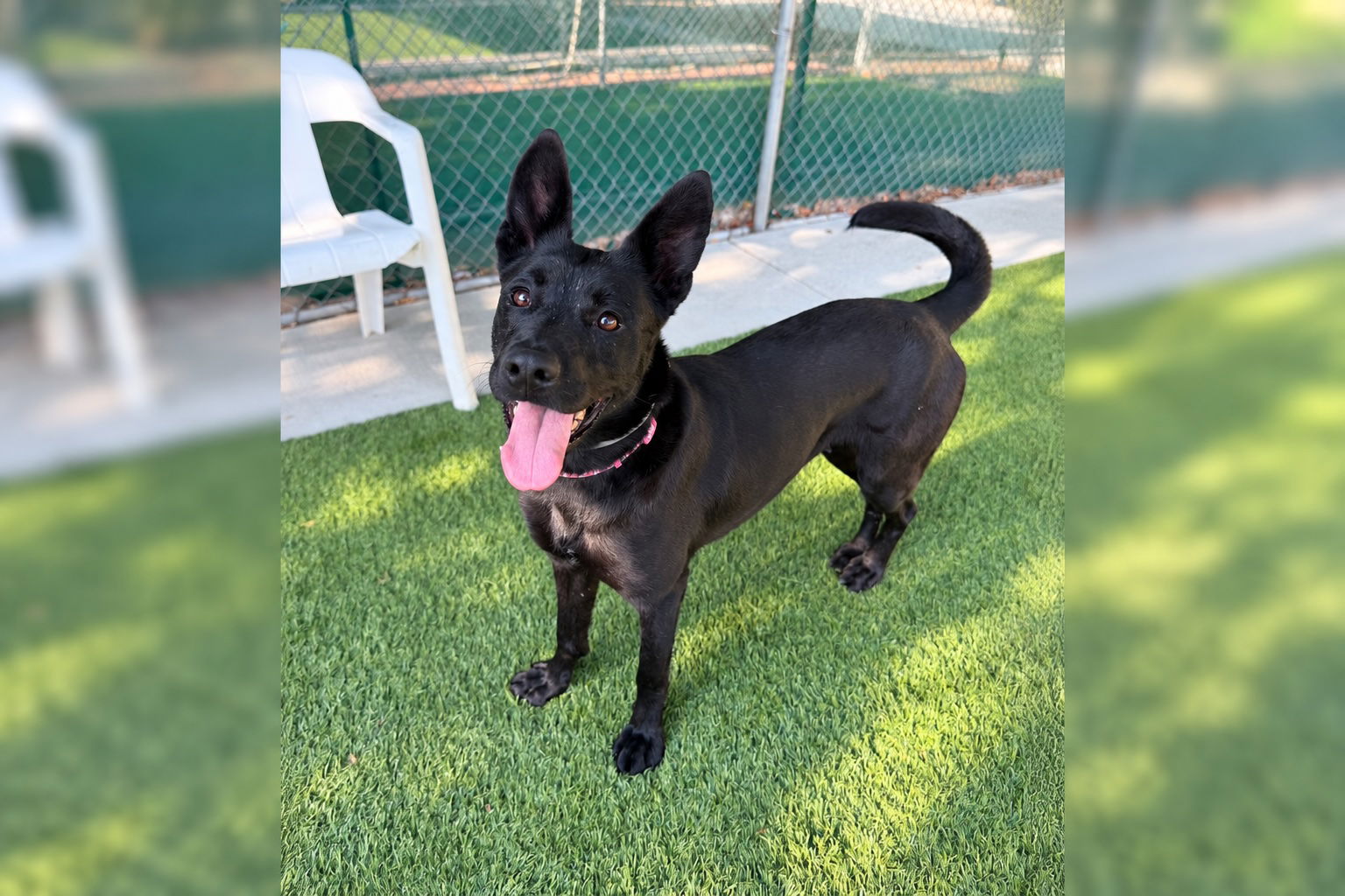 Pet of the Week: Meet Tosina!