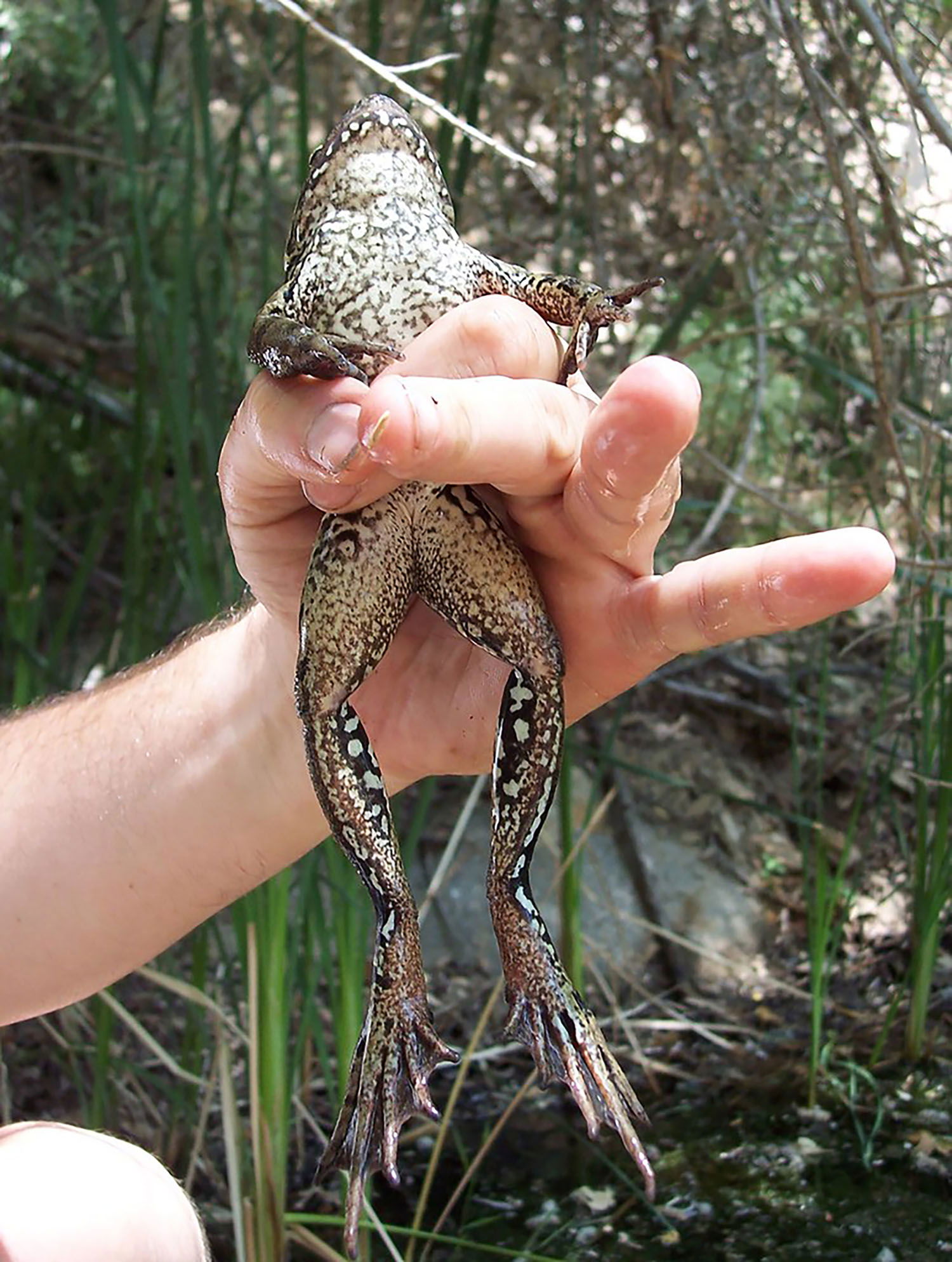 California red-legged frog.