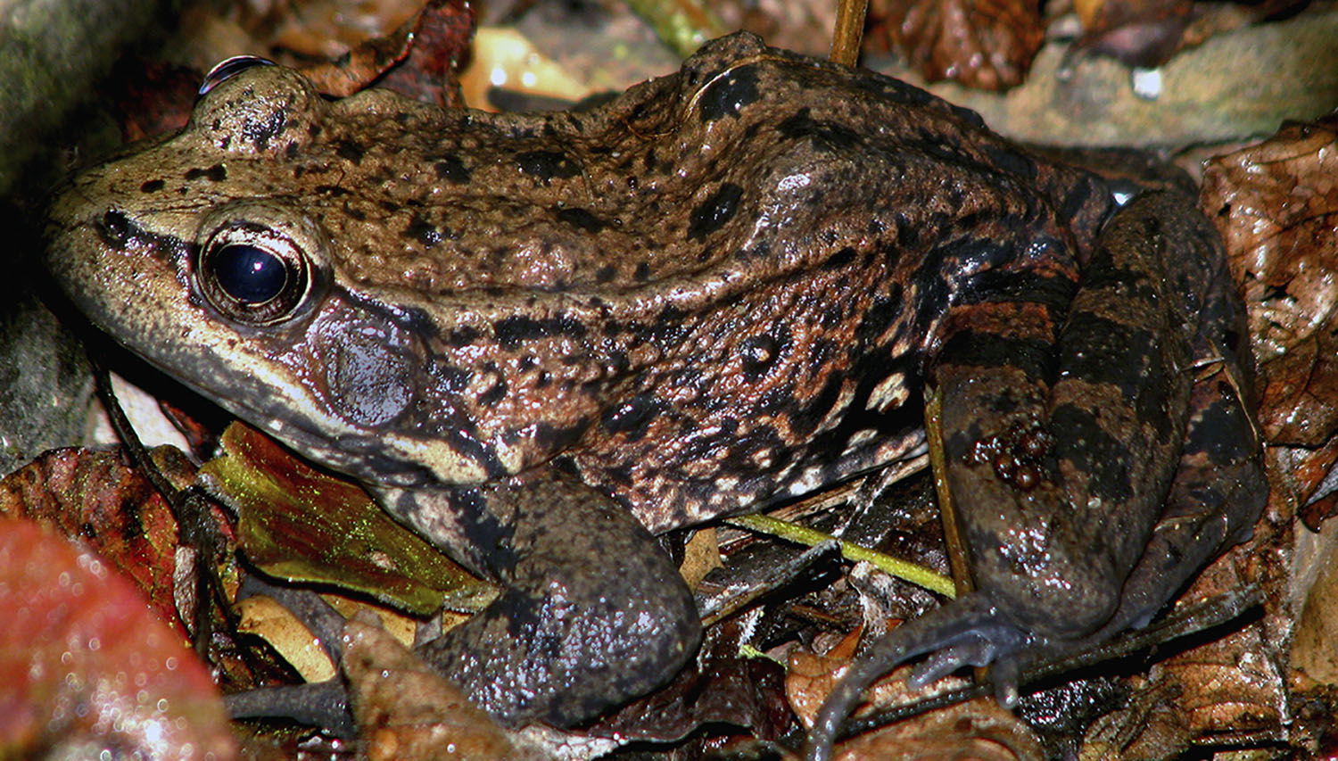 California red-legged frog. Photo by Dave Feliz, CDFW.