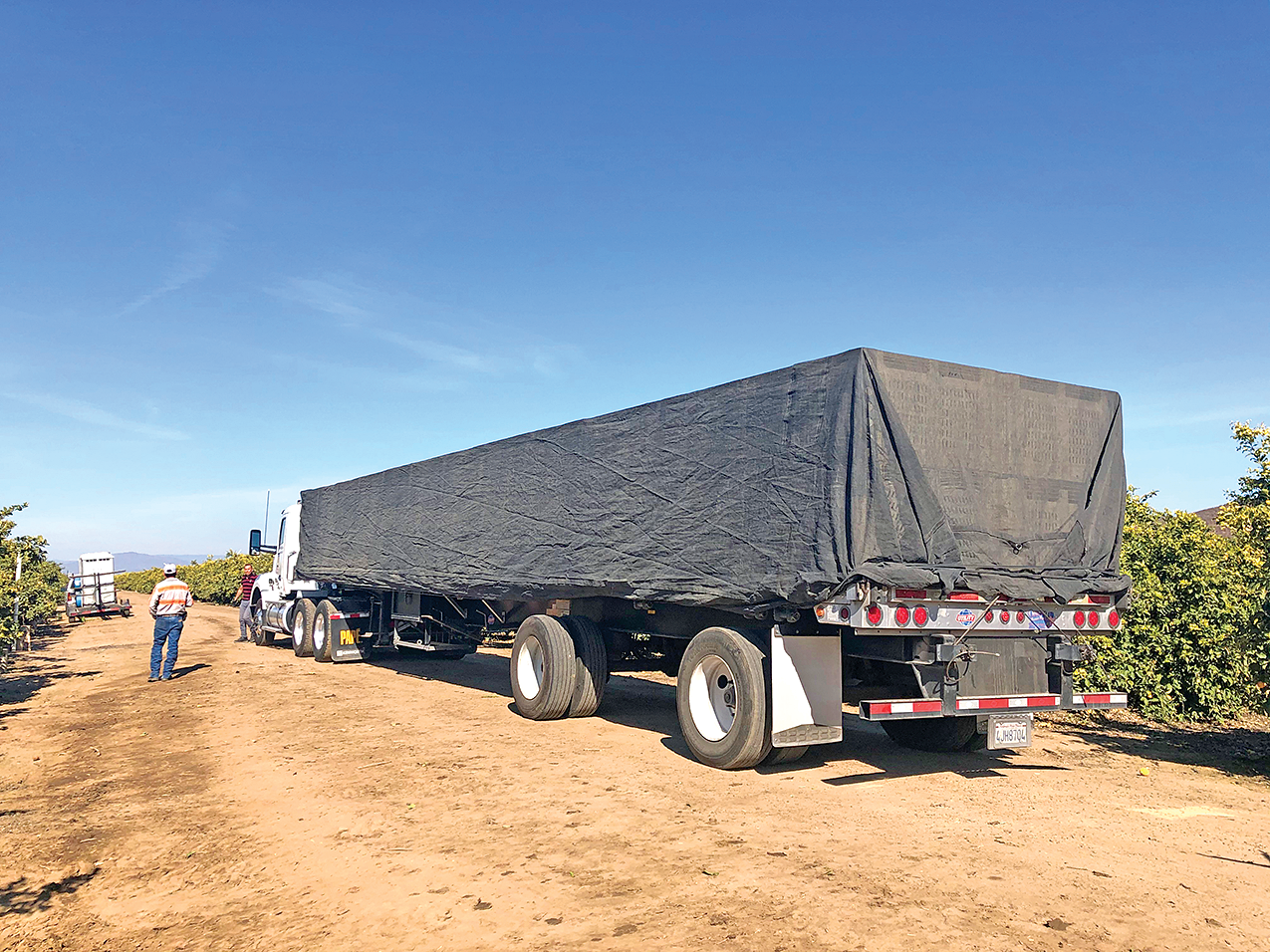 A citrus threat is contained in state but caution urged