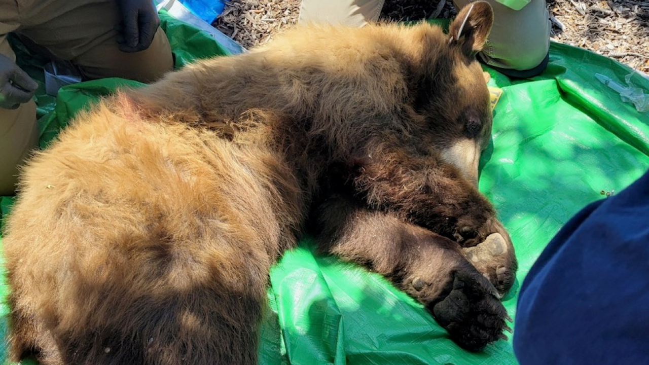 Juvenile Brown Bear safely captured in Paso Robles