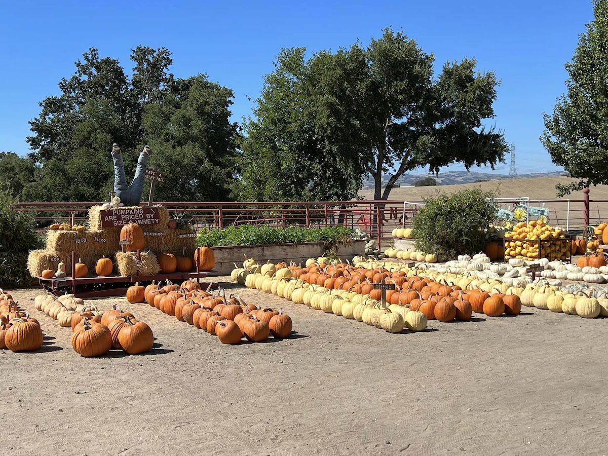 Celebrate Fall in North County