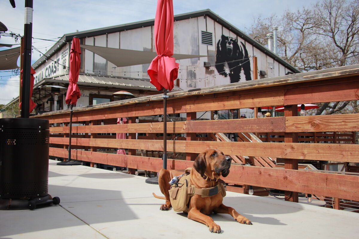 Dog Days of Spring