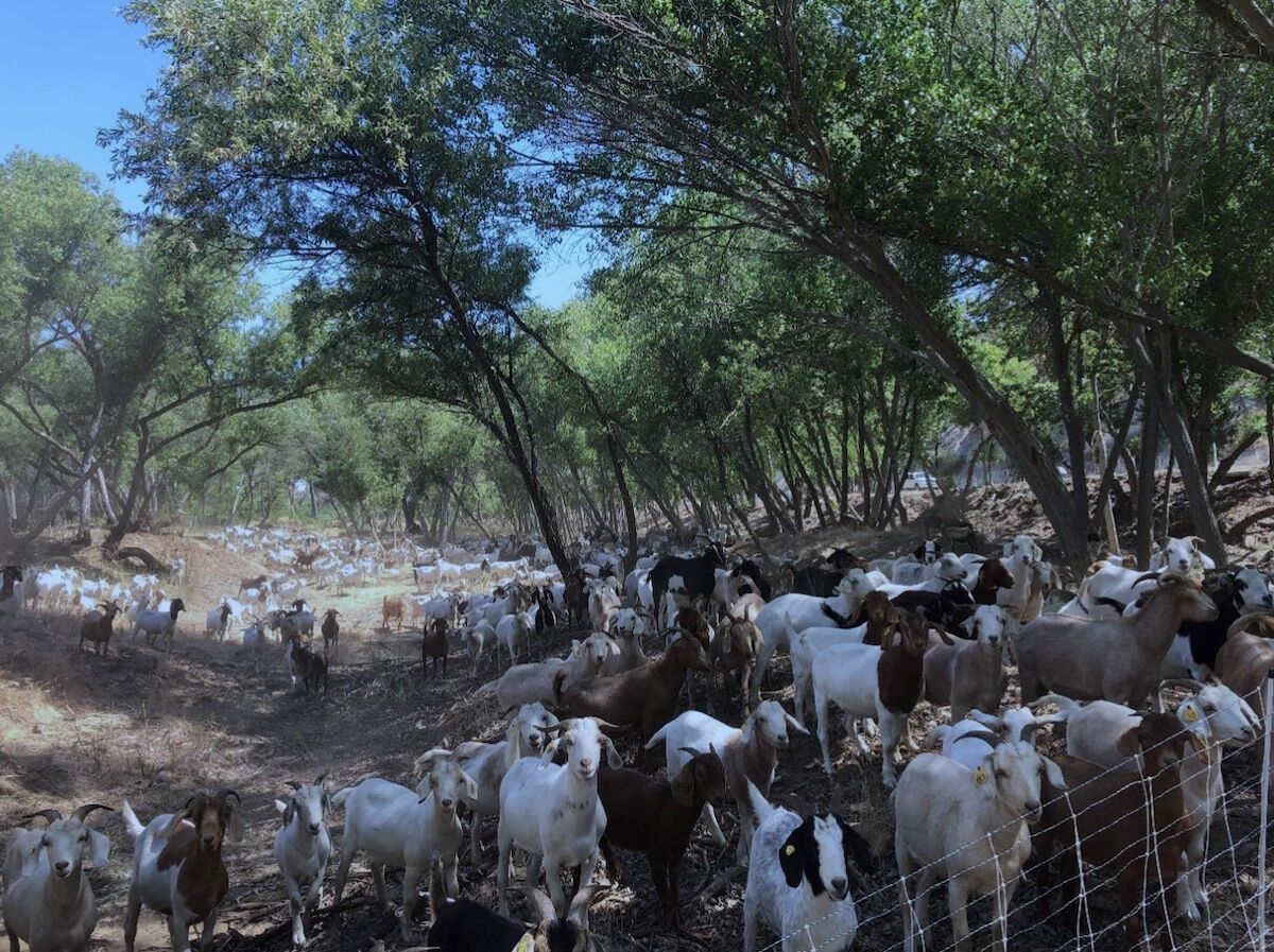 City of Paso Robles utilizes grazing to mitigate wildfire risk in Salinas River corridor