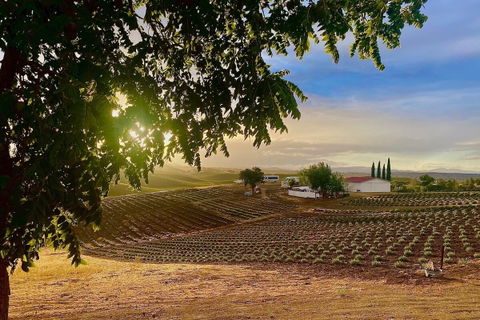 Hambly Farms Offering Lavender U-Pick Experience