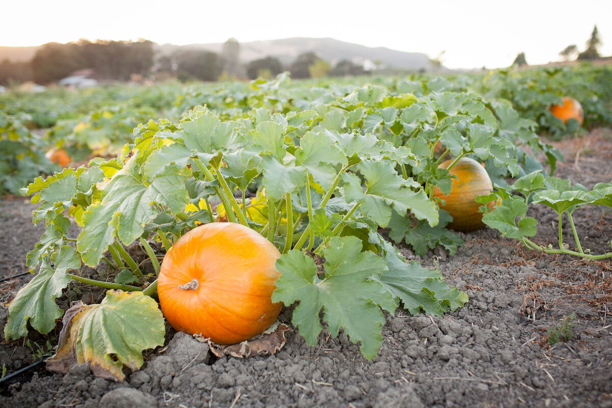 New Year brings new laws, policies affecting farmers