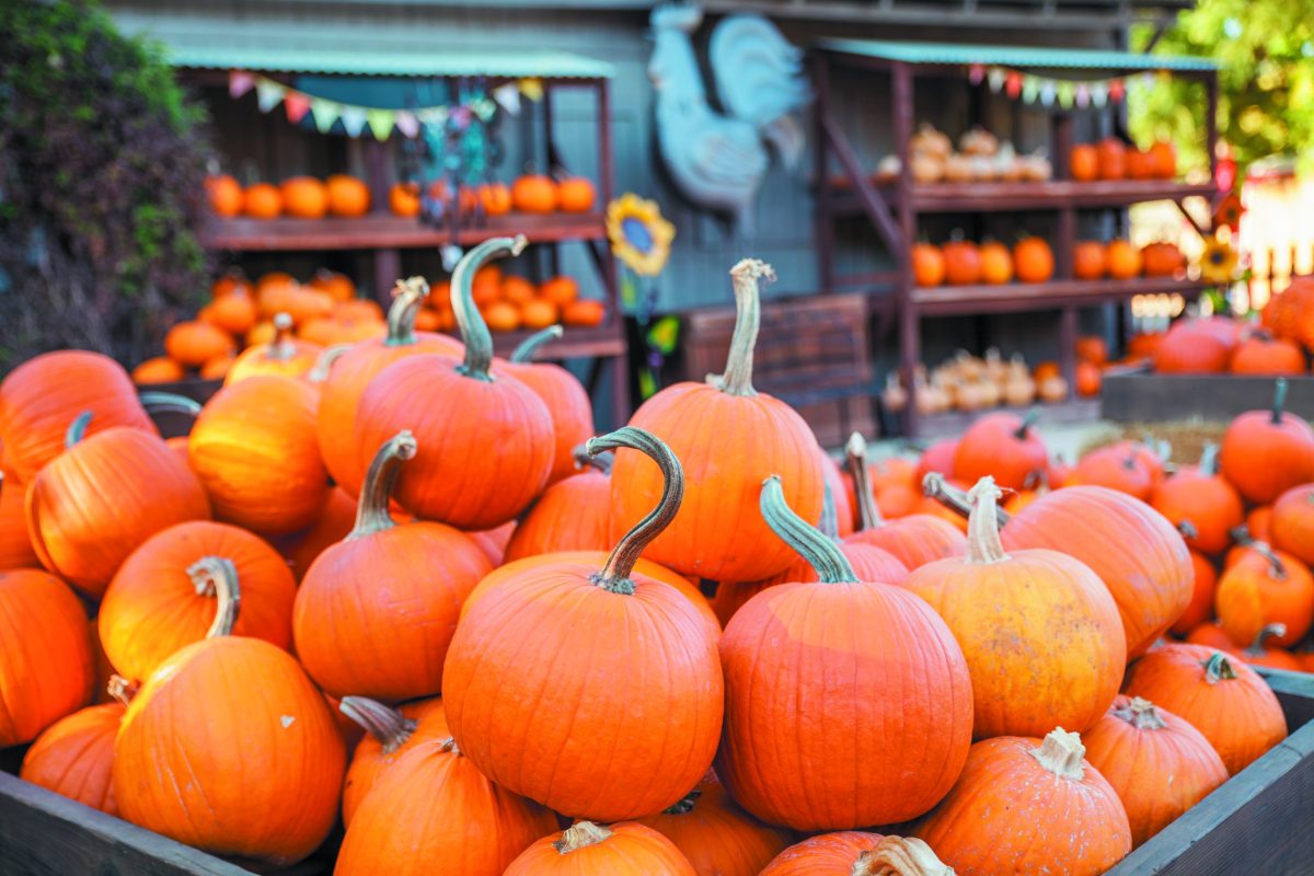 Carving out spooky fun with your local pumpkin patches