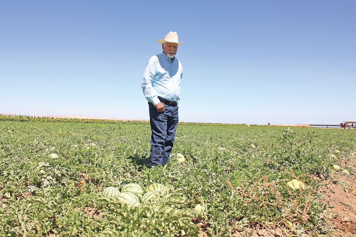 Melon growers hail crop despite its delay
