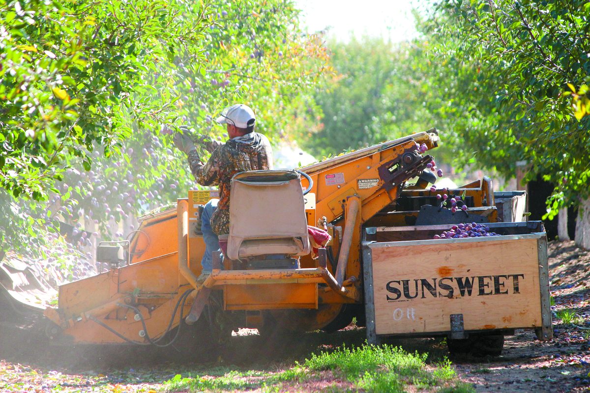 Prune farmers worry about overplanting