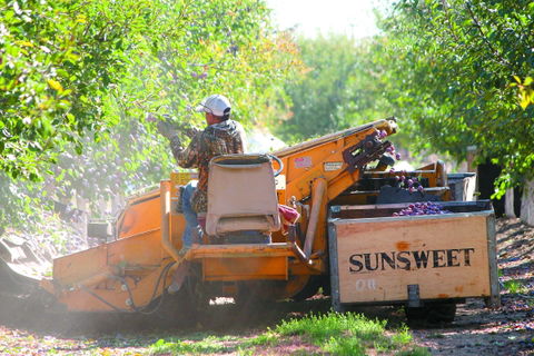 Prune farmers worry about overplanting