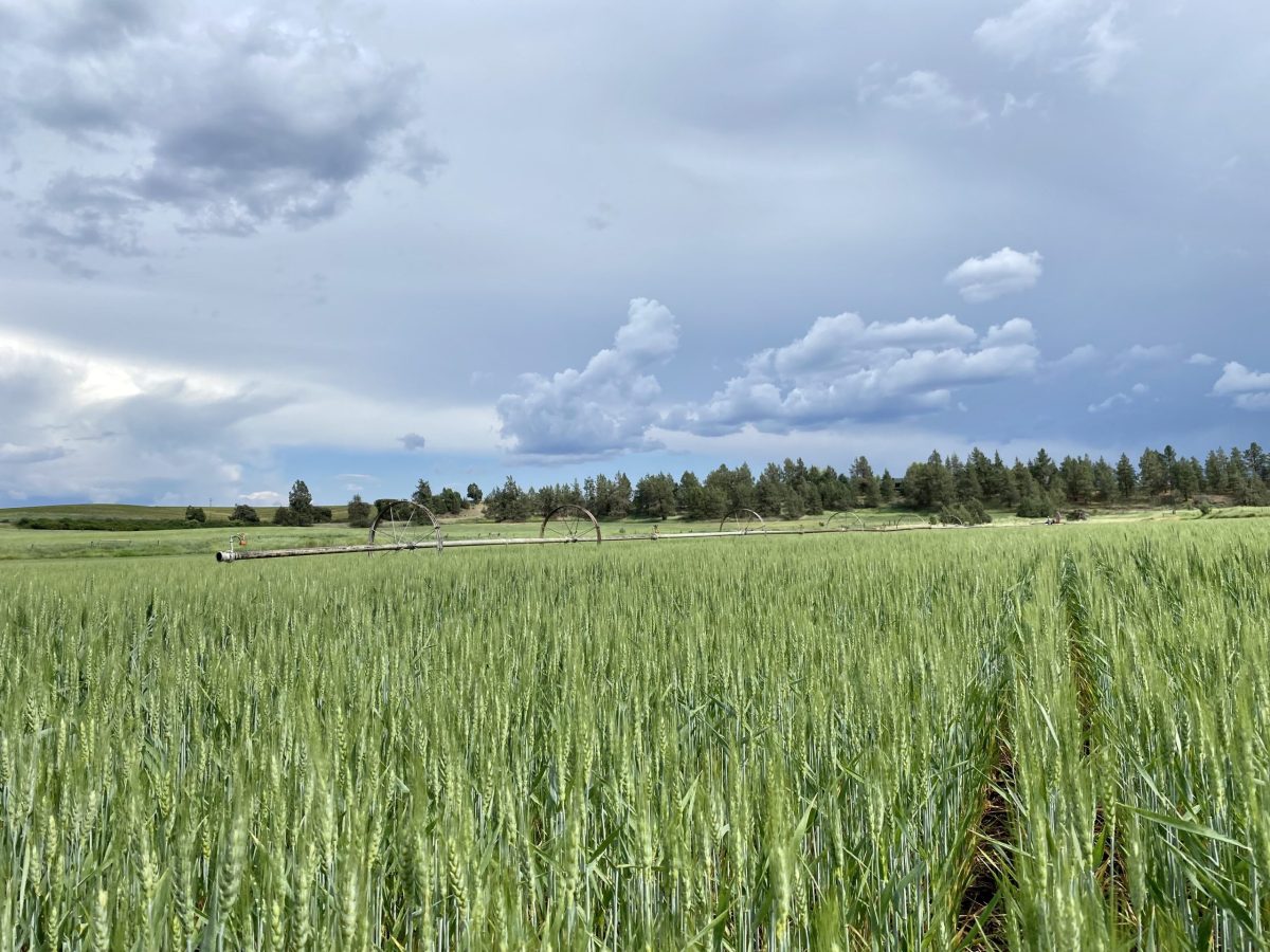Farmers see impacts of wet winter in state wheat yields