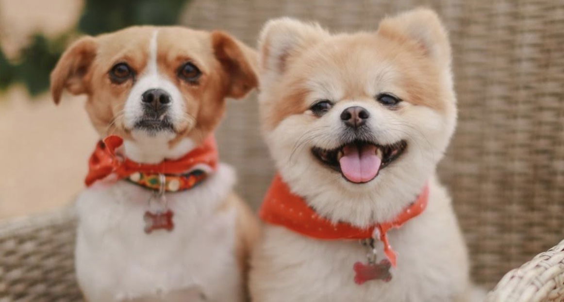 Over 80 Wineries and Businesses Participate in the 15 Annual Wine 4 Paws