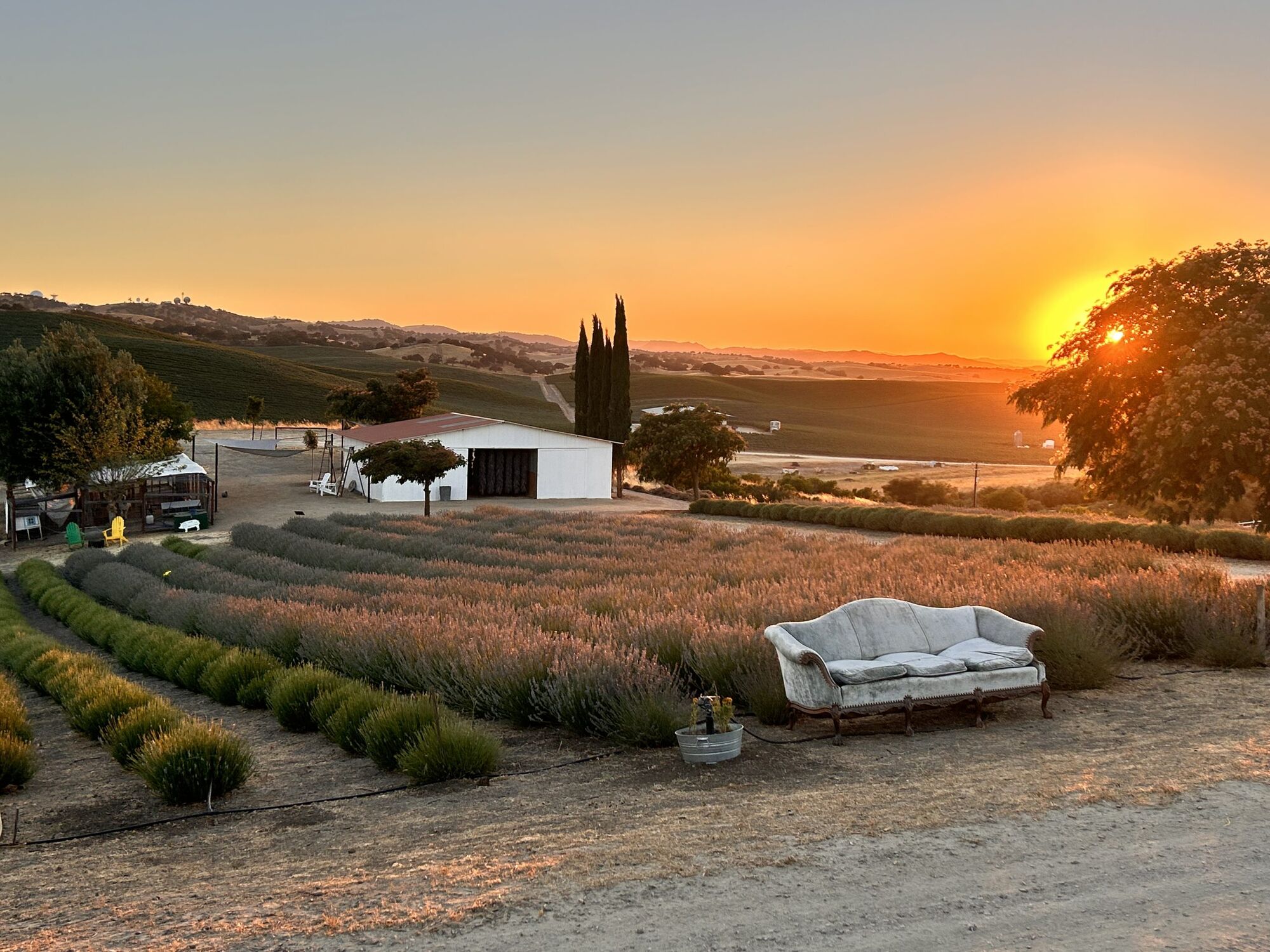 Hambly Farms hosts final lavender bloom weekend with sweet farewell