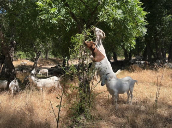 Paso Robles completes grazing firebreaks to reduce wildfire risk