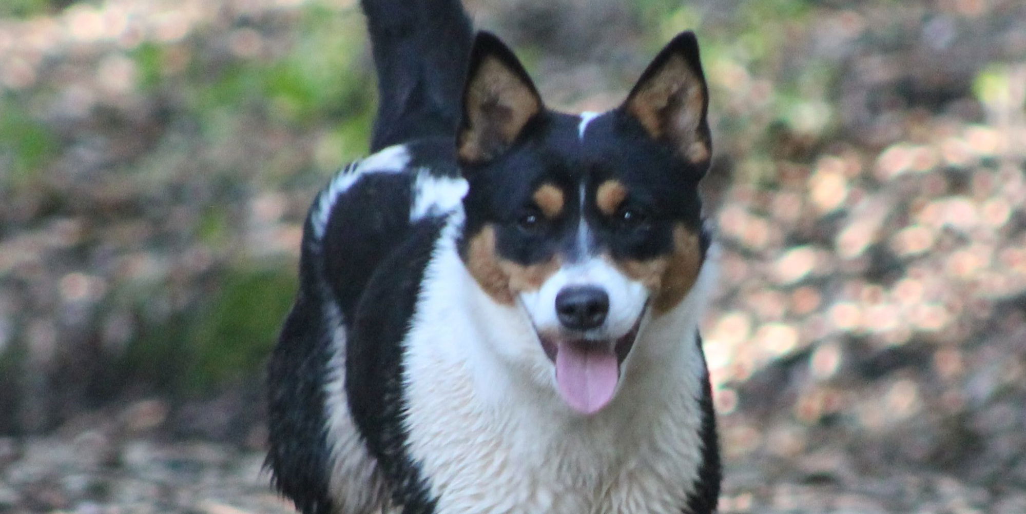 CCHDR Pet of the Week: Shasta!