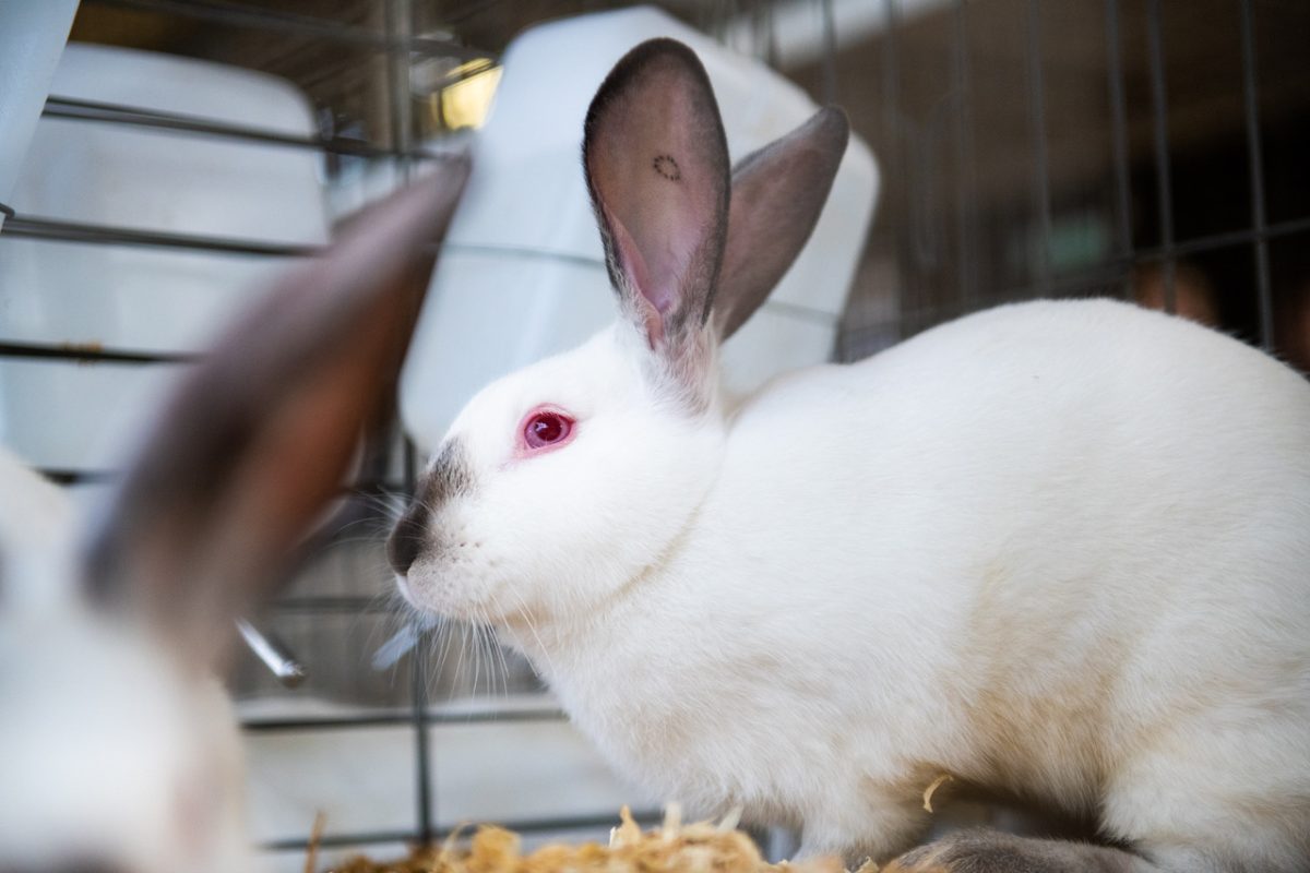 Small Animal Auction Coming Online for 2023 CMSF