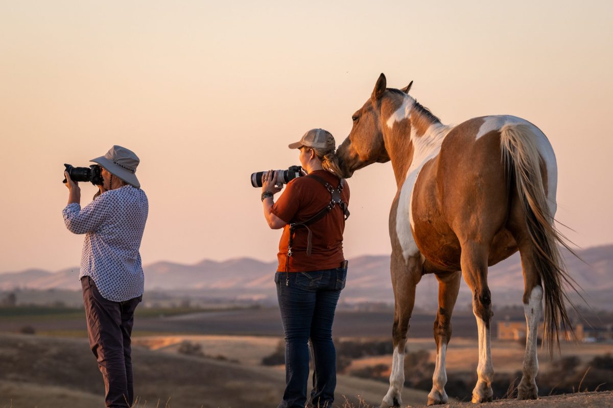 Equine photography workshop to benefit nonprofit