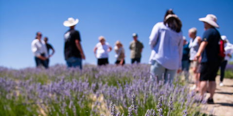 Experience the bloom at Hambly Lavender&nbsp;Farms