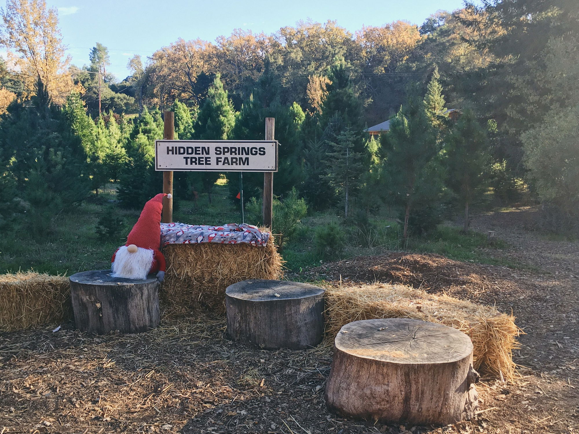 Hidden Springs Tree Farm Sees Uptick In Tree Sales